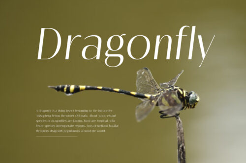 Melloida-Preview-Animal-Description-Show