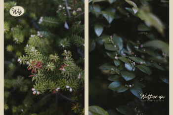 Zolfiq-Preview-Watermark-Photography