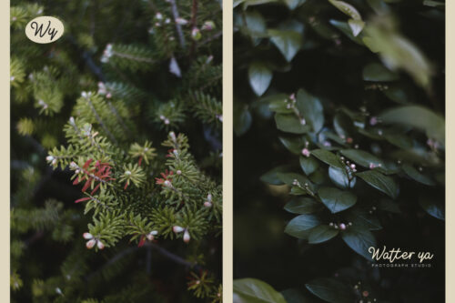 Zolfiq-Preview-Watermark-Photography